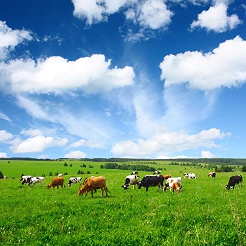 Outsidepride All-Purpose Pasture Seed Mix - 25 lb. Perennial, Drought-Tolerant & Fast-Growing, Pasture Seeds for Planting Abundant Forage Grass & Clover, Great for Grazing Livestock & Hay Production - Image 2