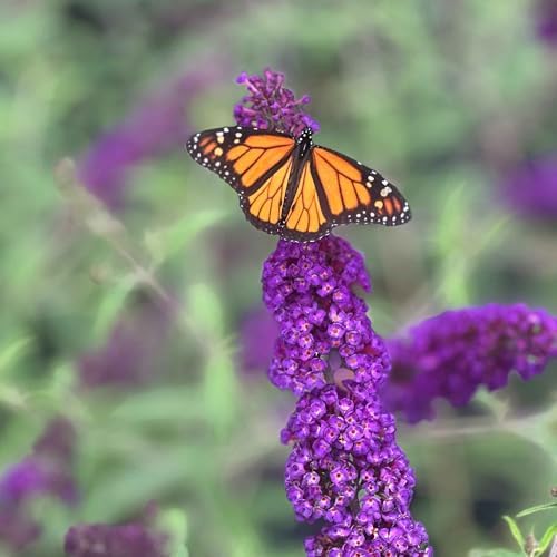 Perfect Plants Li'l Grape Butterfly Bush, 1 Gallon, Live Plant - Image 4
