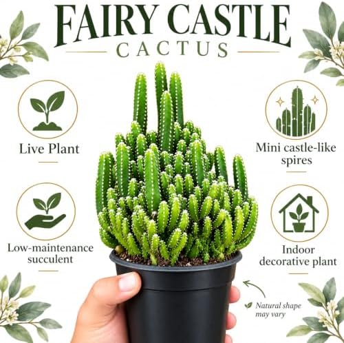 Fairy Castle Cactus Live Plant - Indoor Decorative Succulents - Image 2