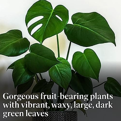 American Plant Exchange Monstera Deliciosa - Live 6-Inch Pot, Easy-Care Split Leaf Vine, Low-Maintenance Air Purifying Houseplant for Home, Office & Garden Décor - Image 3