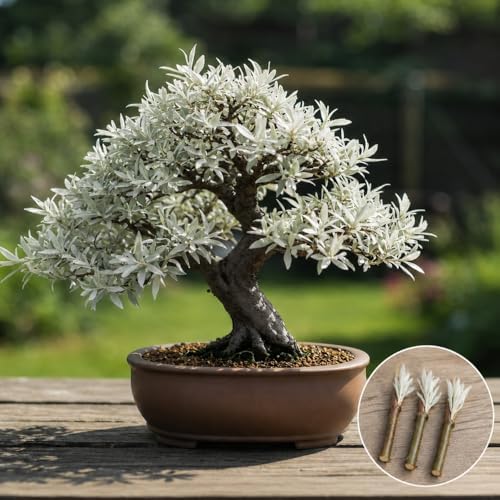 Dwarf White Willow Bonsai Cutting – Live Unrooted Cutting for Growing by CZGrain