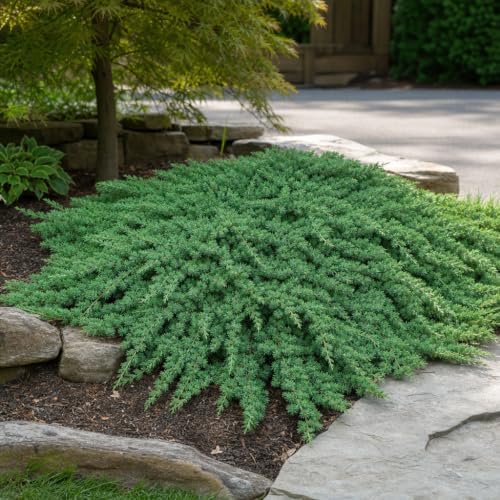 Juniper Procumbens Nana - 15 Live Plants - Drought Tolerant Evergreen Groundcover - Great for Bonsai - Image 4
