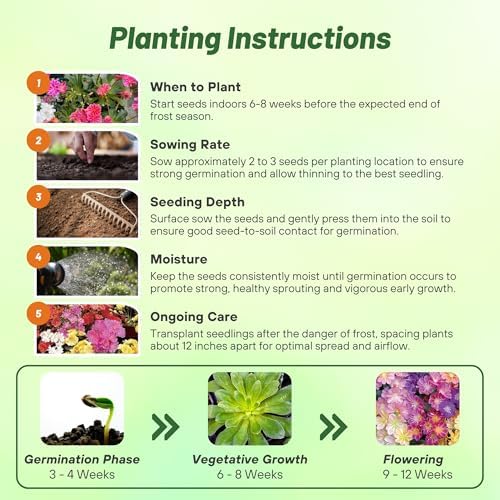 Outsidepride Rainbow Mix Lewisia Flower Seeds for Planting - 100 Pcs Drought-Tolerant Perennial Flower Seeds with Attractive Flowers & Rosette Green Foliage for Xeriscape Gardens & Rock Walls - Image 5