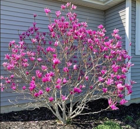 Ann Magnolia - Tulip Tree - Live Plant Shipped 2-3 Feet Tall by DAS Farms - Image 4
