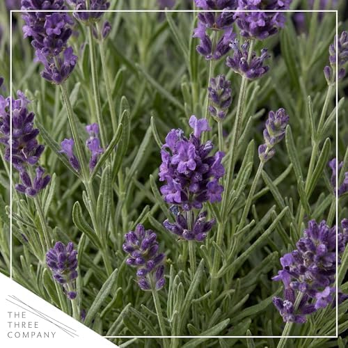 Lavender (2 Pack) - Purple Blooms, Live Fragrant & Aromatic Flowering Perennial, 10" Tall by 5" Wide in 1 Qt Pot - Image 2