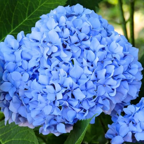 Bigleaf Blue Hydrangea Plant Live, Landscape Flower Shrub, 2.5 Inch Pot by HILROQG