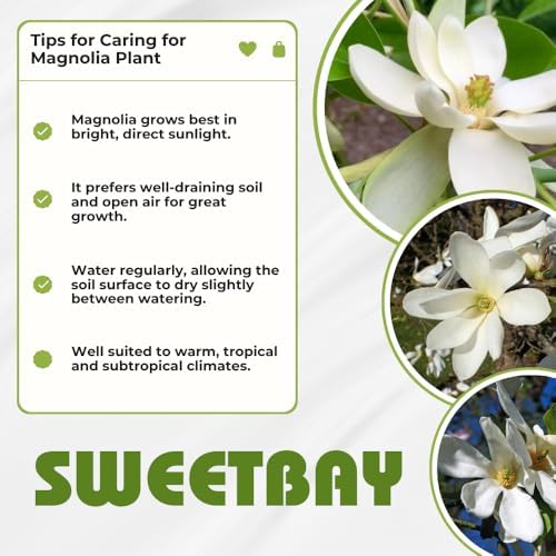 Sweetbay Magnolia Tree Plant Live, Ornamental Tree, 6-12 Inch Tall - Image 5