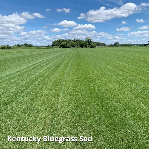 Jonathan Green Blue Panther Kentucky Bluegrass Grass Seed - 25 lb - Image 4