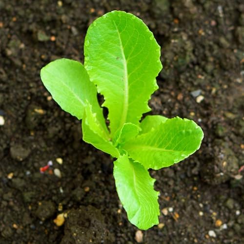 Seed Needs Romaine Lettuce Seeds Variety Pack of 2 Vegetables for Planting - Image 7
