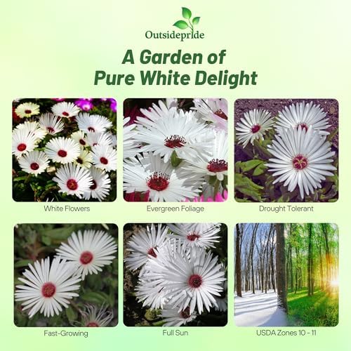 Outsidepride Gelato White Ice Plant Seeds - 5000 Pcs Perennial, Drought Tolerant Ground Cover Seeds for Planting Vibrant Trailing Blooms, Ideal for Sunny Gardens & Xeriscape Landscaping - Image 2