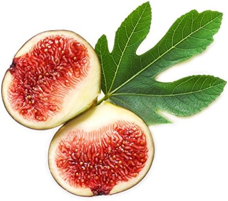 Magnolia Brunswick Fig Tree - Ficus carica by Wellspring Garden - Captivating & Abundant Fruit Producer - Versatile Fruit Tree - Robust Growth - Garden Ornamental - Image 3
