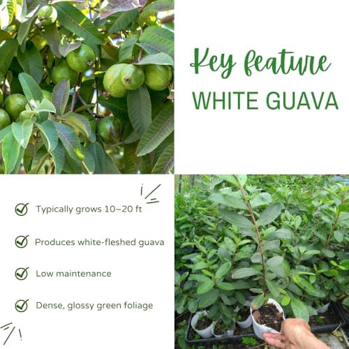 White Guava Tree Live, Guava Plant, 8-10 Inch Tall - Image 2