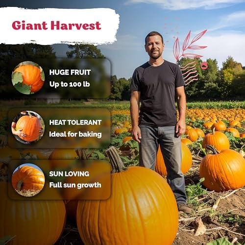 25 Big Max Pumpkin Heirloom Vegetable Seeds for Planting, Cucurbita Pepo - Image 4