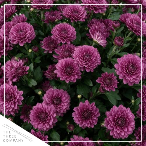 Chrysanthemum (Wine Barrel Deco Pot), Purple Blooms, Live Fall Flowering Perennial, 15" Tall by 12" Wide in 3 Qt Pot - Image 3