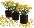 3 Yellow Milkweed Live Plants, Milkweed Flower Plant, 5-7 Inc by PlantsSeedsBulbs