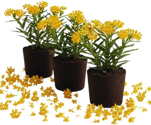 3 Yellow Milkweed Live Plants, Milkweed Flower Plant, 5-7 Inc by PlantsSeedsBulbs