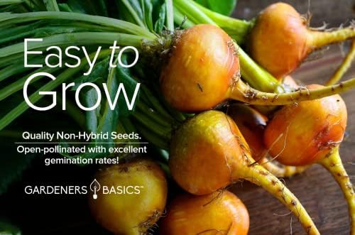 Gardeners Basics Golden Detroit Beet Seeds for Planting, Heirloom, 2 Grams - Image 3