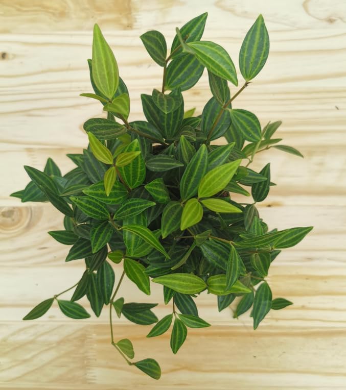 Variety of Peperomia Live Plant for Houseplant Tropical Shurb 4" Pot (Rare Trailing Peperomia Vine) - Image 5