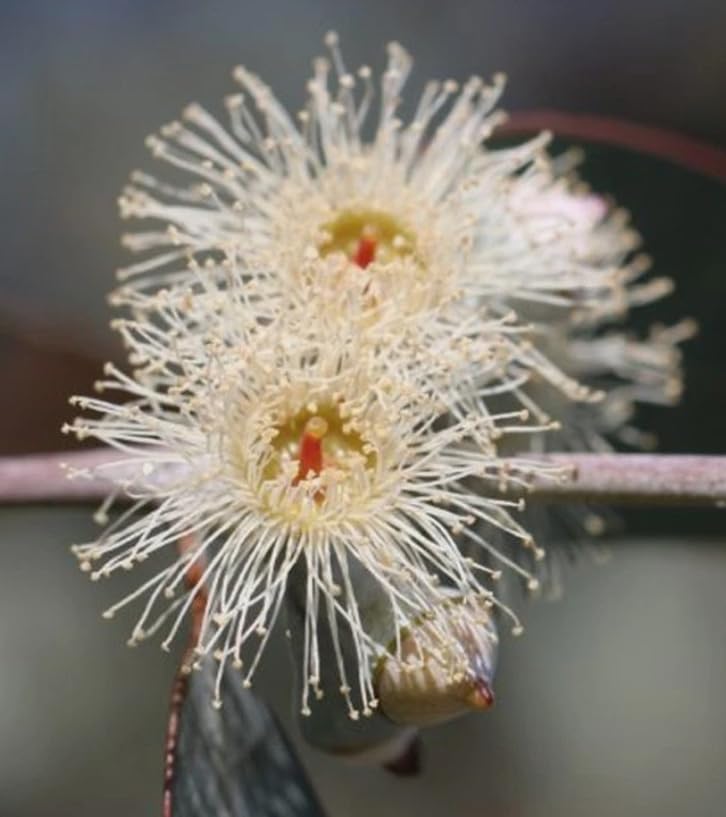 Silver Dollar Eucalyptus Plant Ornamental Eucalyptus Tree, Fragrant Leaves,Silver Dollar Trees 4-6" Tall 4" Pot - Image 6