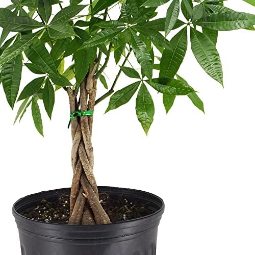 10-Inch Money Tree Live Indoor Plant in Plastic Grower Pot, Black *Sold By Amazon and Arcadia Garden Products* - Image 2