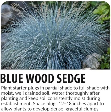 3 Blue Wood Sedge (Carex flaccosperma) Live Plant Plug – Native Evergreen Ornamental Grass – Shade Loving Groundcover – Low Maintenance Landscape Perennial (3 Plugs) - Image 3
