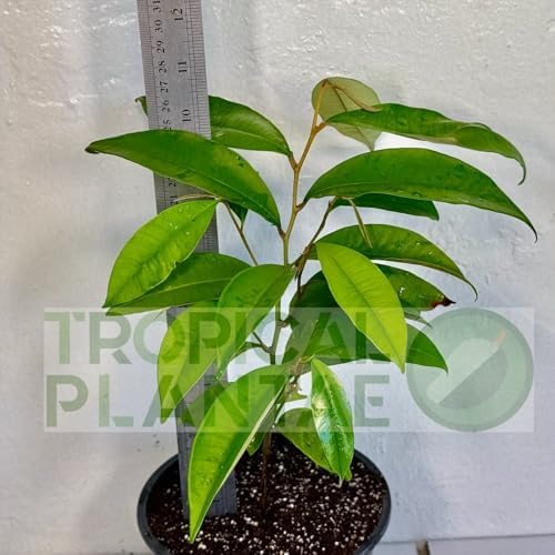 Caimito Tree (Chrysophyllum cainito) – Star Apple Live Tropical Fruit Plant 1–2 ft Tall TROPICALPLANTAE - Image 2