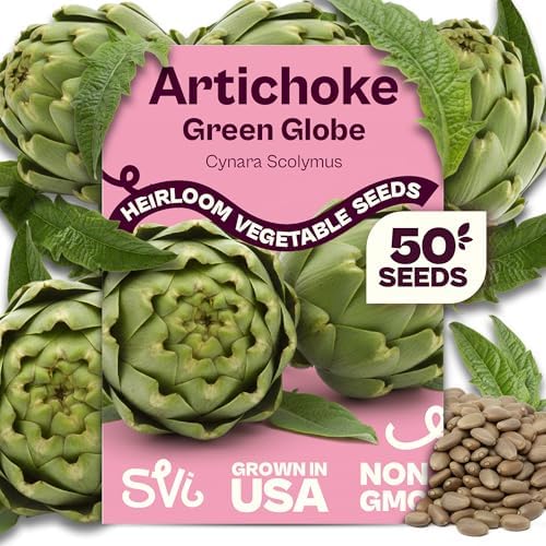 SVI 50 Green Globe Artichoke Seeds (Cynara scolymus) – Globe Artichoke Seed Packets, Artichokes Garden Seed Perennial – Heirloom Vegetable Seeds for Outdoor Garden Raised Beds, Containers by SVI