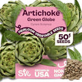 SVI 50 Green Globe Artichoke Seeds (Cynara scolymus) – Globe Artichoke Seed Packets, Artichokes Garden Seed Perennial – Heirloom Vegetable Seeds for Outdoor Garden Raised Beds, Containers by SVI