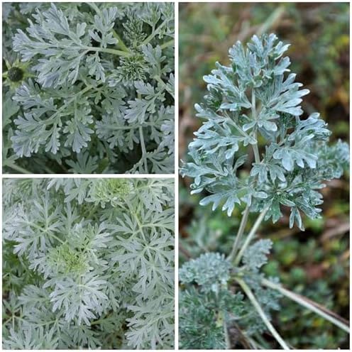 Seed Needs Wormwood Seeds to Plant an Herb Garden - 1 Pack - Image 2