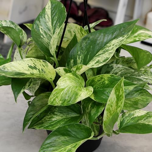 Variegated Marble Queen Pothos in 6" Hanging Basket with Detachable Hook, Live Plant Decor, Real Houseplant for Home or Office, Real Easy to Grow Houseplants by Plants for Pets - Image 6