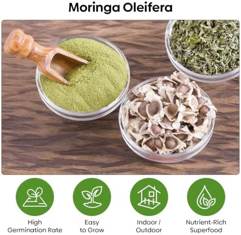 Groundio Moringa Seeds 2Oz, Non-GMO PKM1+ Moringa Oleifera for Planting - Image 2