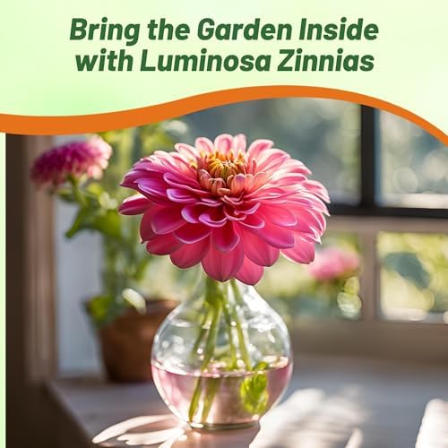 Outsidepride Luminosa Zinnia Seeds - 1000 Seeds Annual, Heat & Drought Tolerant Flower Seeds for Planting w/Vibrant Blooms for Pollinator Gardens & Floral Arrangements - Image 6