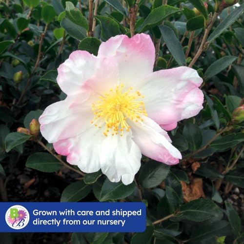 Hana Jiman Camellia, Live Evergreen Flowering Shrub, 3 Gallon - Image 7