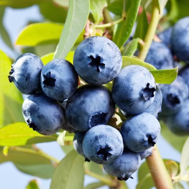 2 Biloxi Blueberry Live Plants, Backyard Berry Bush - Image 2