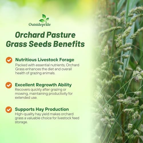 Outsidepride Grazer Orchard Pasture Grass Seed - 25 Lbs. Perennial, Drought & Shade Tolerant, Winter Hardy Fescue Seed for Hay, Grazing, Silage, Greenchop, Goat Feed, & Lawn Use - Image 4
