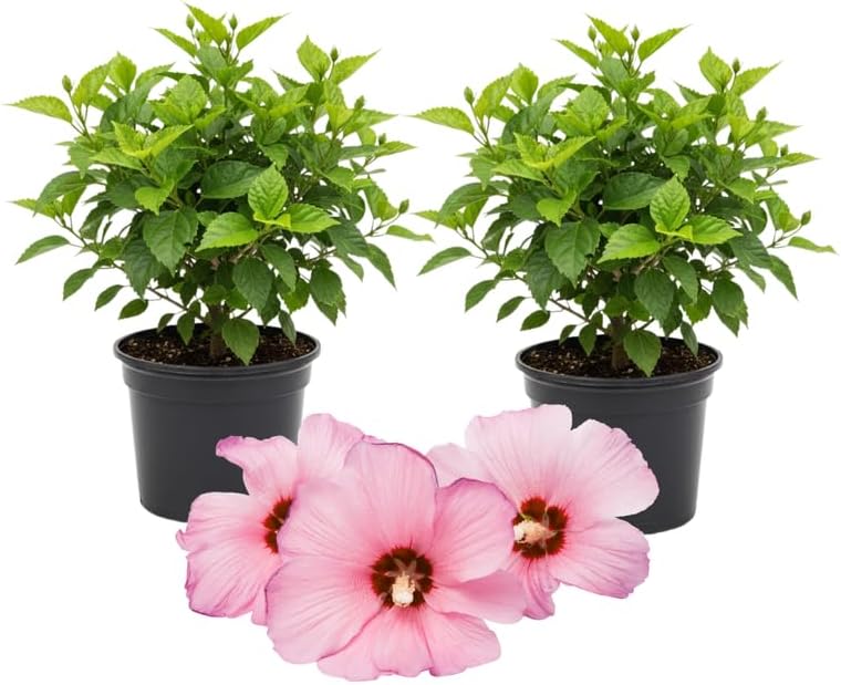 3 Pink Hardy Hibiscus Plants Live, Flowering Shrub, 4-7 Inch Tall by Unknown