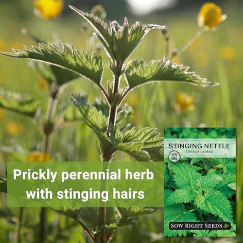 Sow Right Seeds - Stinging Nettle Seed for Planting Perennial Medicinal - Image 3
