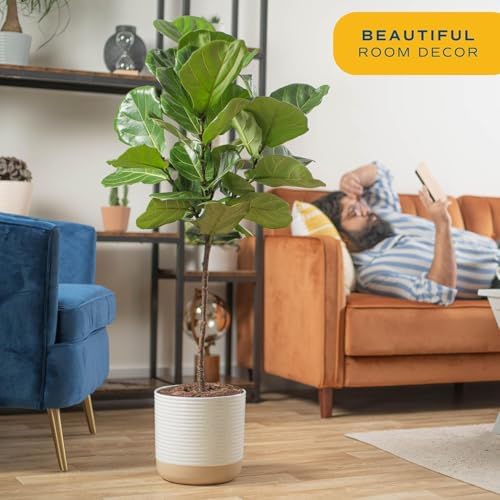 Costa Farms Fiddle Leaf Fig Tree, Live Indoor Floor Plant in Nursery Grow Pot, Clean Air Purifying Houseplant in Potting Soil, Living Room Decor, Housewarming New Home Gift, 3-4 Feet Tall - Image 4