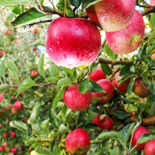 Pink Lady Apple Tree, 1 Gallon Live Nursery Pot, Sweet-Tart Fruit | Arbor Day Foundation (Due to Agricultural Laws, Unavailable to CA, WA or AZ) - Image 4