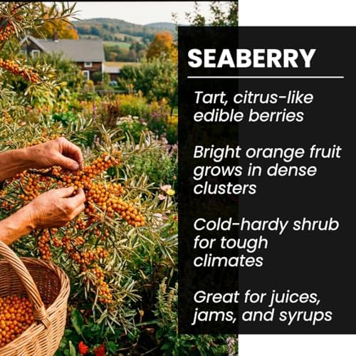 Seaberry Seeds for Planting Hardy Berry Shrub 100 Premium Seeds - Image 6