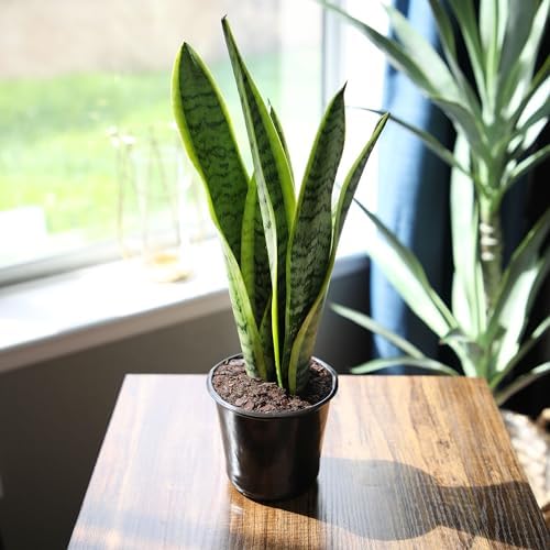 Live Snake Plant, Sansevieria trifasciata Laurentii, Fully Rooted Indoor House Plant in Pot, Mother in Law Tongue Sansevieria Plant, Potted Succulent Plants, Sansevieria laurentii by Plants for Pets - Image 7