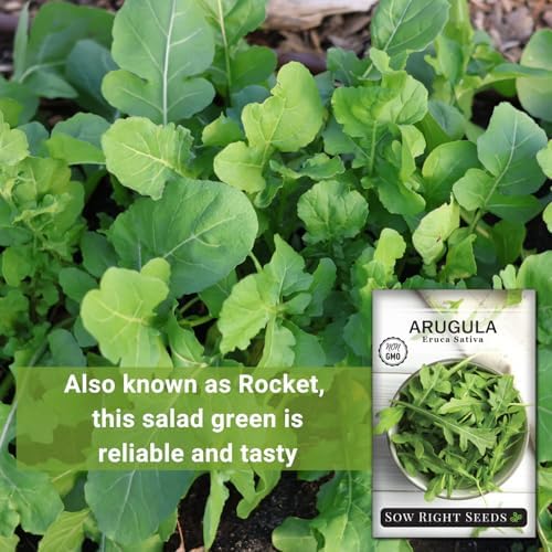 Sow Right Seeds - Arugula Seed for Planting Outdoors or Indoors Garden 4pk - Image 3