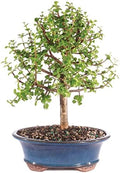 Brussel's Bonsai - Large Jade Live Bonsai Tree, Potted Indoor Plant by BrusselsBonsai