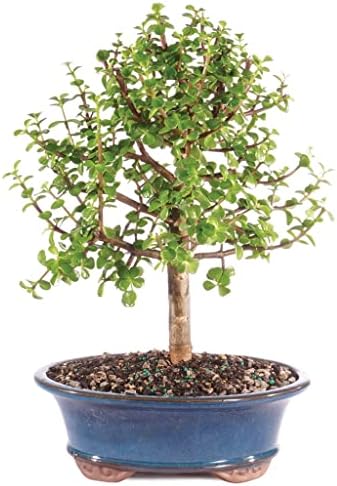 Brussel's Bonsai - Large Jade Live Bonsai Tree, Potted Indoor Plant by BrusselsBonsai
