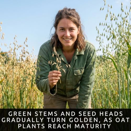 1000 Oat Seeds for Planting | Avena Sativa Grain Cover Crop Seeds - Image 6