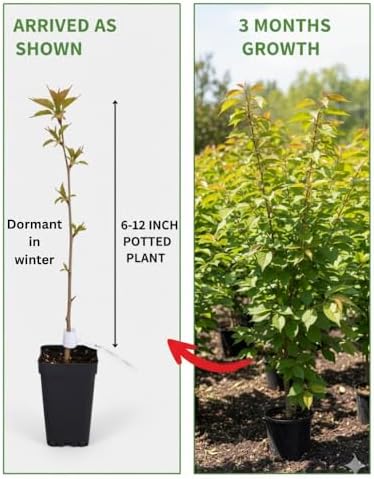 Weeping Cherry Blossom Tree Live Plant, Ornamental Flowers, 8-12" Tall - Image 5