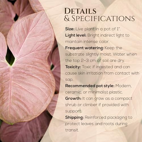 Syngonium Neon Robusta Plant (4 Pack) Live Starter Plants, Pink Arrowhead Vine Houseplants, Easy Care Indoor Tropical Plants Live, Colorful Foliage Plants - Image 3