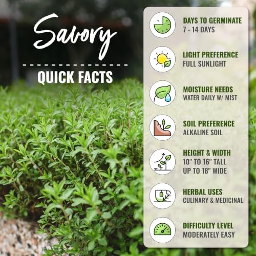 Seed Needs Winter Savory Seeds to Plant an Herb Garden - 2 Packs - Image 4