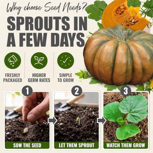 Seed Needs Pumpkin Seeds to Plant Fairytale Pumpkins (Bulk) - Image 5