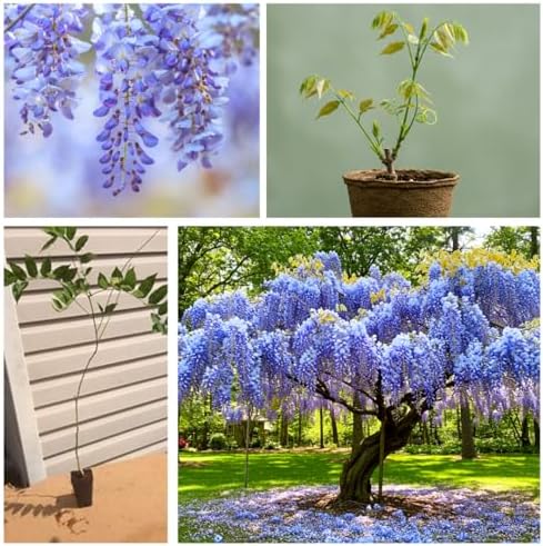 1 Blue Moon Wisteria Live Tree Seedling – 1 Healthy Plant for Planting – Fast-Growing Vine with Fragrant Lavender-Blue Blooms – Ideal for Trellises, Arbors, and Garden Landscaping - Image 3